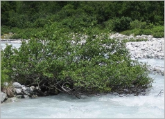 Fig. 8 - Situation en pied de berge.
