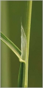 Fig. 3 - Ligule longue et pointue.