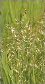 Fig. 4 - Inflorescence en panicule à rameaux étalés à la floraison.