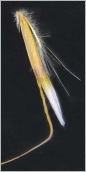 Fig. 7 - Fleur portée par un pédicelle muni de longs poils blanchâtres.