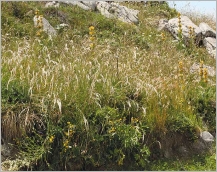 Fig. 8 - Situation typique dans une pelouse montagnarde  (subsp. laevigata).