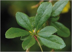 Fig. 4 - Bouquet de feuilles obovales à lancéolées.