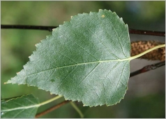 Fig. 4 - Feuille verte et luisante sur le dessus.