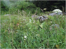 Fig. 6 - Situation typique en pelouse marnicole fraîche (Calamagrostion variae).