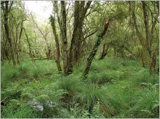 Fig. 8 - Aulnaie marécageuse à laiche paniculée.