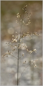 Fig. 4 - Inflorescence en panicule pyramidale.