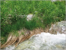 Fig. 7 - Situation en pied de berge d’un torrent de montagne permettant la dissipation de l’énergie du courant.