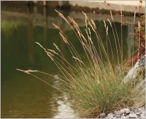 Fig. 1 - Port cespiteux (subsp. laevigata).