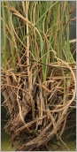 Fig. 2 - Gaines basilaires ne se décomposant pas en réseau de fibres (subsp. laevigata).