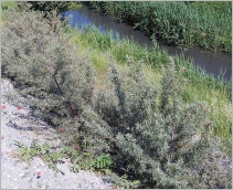 Fig. 1 - Port buissonnant dense.