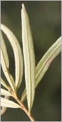 Fig. 5 - Feuille gris argenté ponctuée de roux au revers.