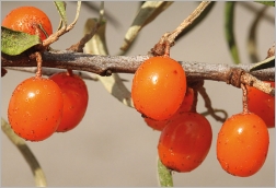 Fig. 6 - Baies orange globuleuses.