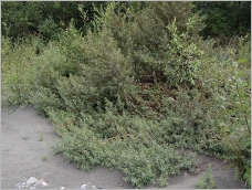 Fig. 7 - Situation typique en compagnie du saule drapé (Salici-Hippophaetum).