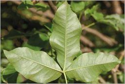 Fig. 5 - Feuilles vert clair au revers et munies de quelques poils aux abords des nervures.