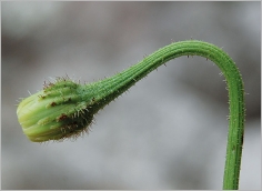 Fig. 2 - Capitule penché avant floraison.