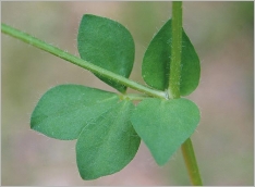 Fig. 2 - Feuille trifoliée accompagnée de 2 stipules simulant des folioles (subsp. corniculatus).