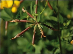 Fig. 5 - Gousses droites (subsp. corniculatus).