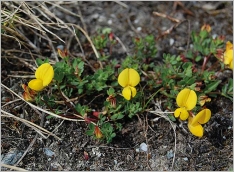 Fig. 7 - Situation sur matériaux gravelo-terreux (subsp. alpinus).