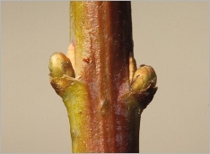 Fig. 2 - Bourgeons glabres et globuleux.