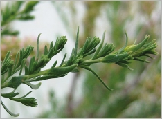 Fig. 3 - Feuilles glauques, linéaires à lancéolées.