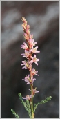Fig. 4 - Fleurs rassemblées en grappe terminale.