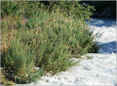 Fig. 7 - Situation en pied de berge.