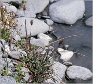 Fig. 1 - Port cespiteux (subsp. alpinum).