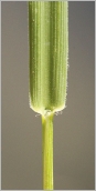 Fig. 4 - Ligule courte et tronquée.