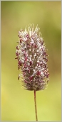 Fig. 6 - Inflorescence cylindrique (subsp. rhaeticum).