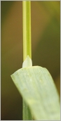 Fig. 4 - Ligule d’une feuille supérieure longue et aiguë.