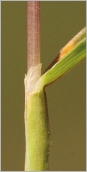 Fig. 5 - Ligule d’une feuille inférieure courte et tronquée.