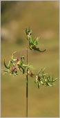 Fig. 7 - Inflorescence (forme vivipare).