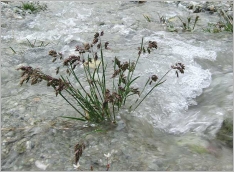 Fig. 11 - Situation en contexte alluvial.