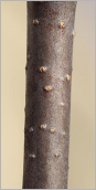 Fig. 2 - Écorce d’un jeune rameau présentant des lenticelles rousses devenant blanchâtres (subsp. borealis).