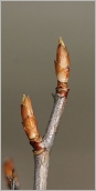 Fig. 2 - Bourgeons orange sur rameau de l’année gris et luisant.