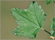 Fig. 4 - Face supérieure de la feuille munie de poils appliqués.