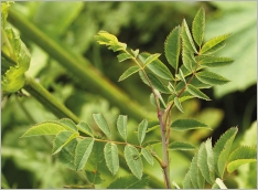 Fig. 4 - Feuilles imparipennées.