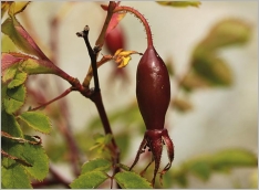 Fig. 6 - Cynorrhodon brun-rouge, penché à maturité.