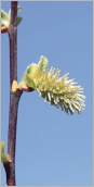 Fig. 6 - Chaton femelle dense et courbé.