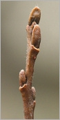 Fig. 2 - Bourgeons foliaires sur rameau de l’année brun chocolat.