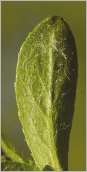 Fig. 4 - Jeune feuille velue au revers.