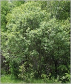 Fig. 1 - Port en cépées denses.