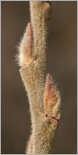 Fig. 2 - Bourgeons et rameau de l’année nettement velus.