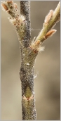 Fig. 3 - Rameau de 2 ans gris foncé, velu.