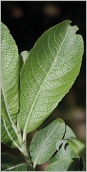 Fig. 4 - Feuille obovale à elliptique, glabrescente sur la face supérieure.