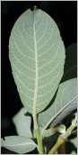 Fig. 5 - Feuille velue blanchâtre au revers.