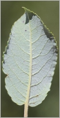 Fig. 4 - Feuille glauque à nervures velues au revers.