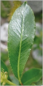 Fig. 4 - Feuille vert foncé, luisante sur la face supérieure.