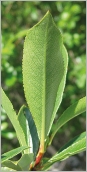 Fig. 5 - Feuille plus claire et mate au revers.