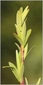Fig. 5 - Feuilles vert clair, faiblement dentées (subsp. angustior).